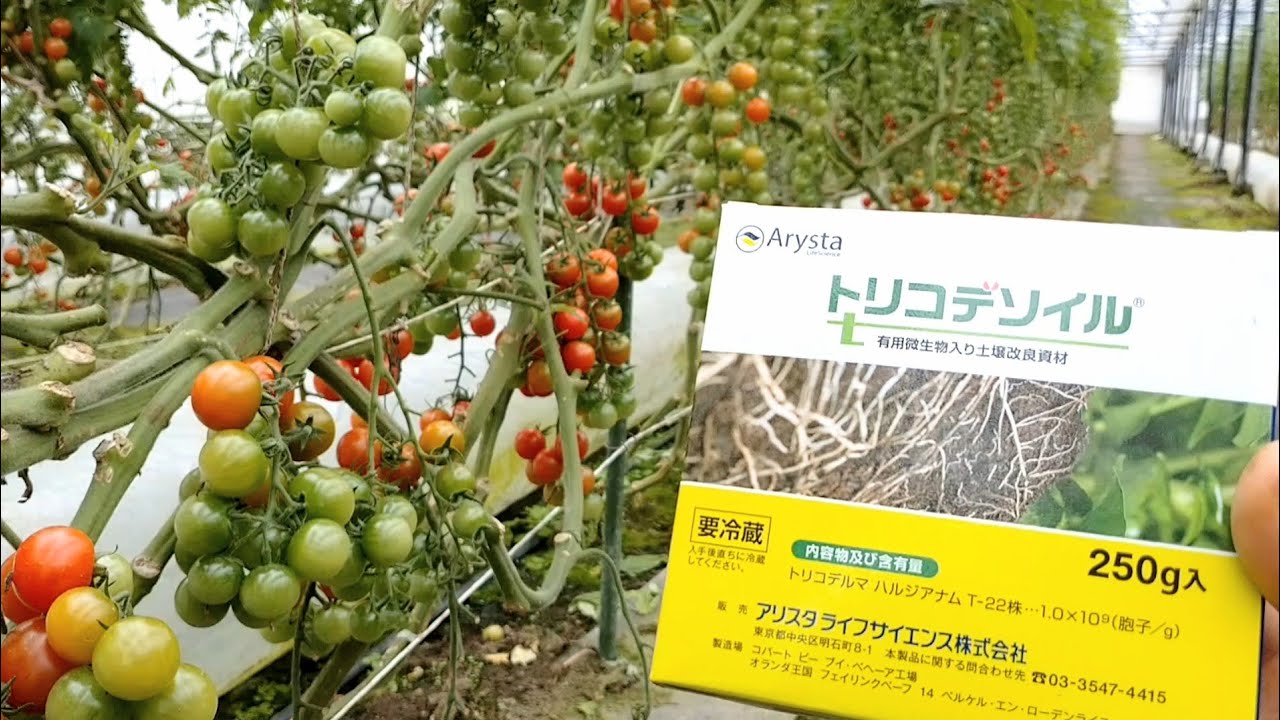 【トマトハウス】青枯れ・連作障害に負けない育て方   2022/1/29   How to prevent tomato diseases and withering