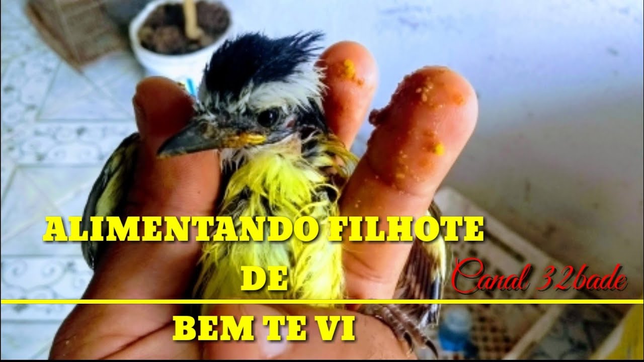 ALIMENTANDO UM FILHOTE  DE BEM - TE- VI