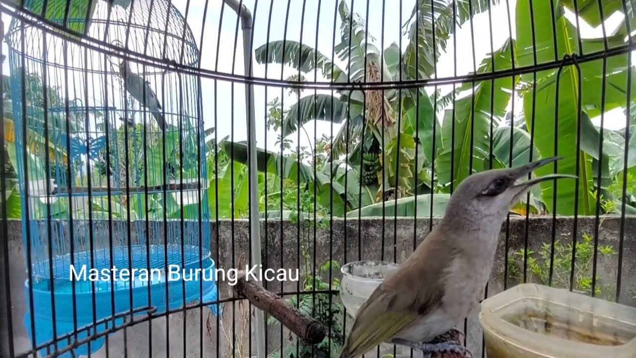 Masteran cucak Kombo Bakalan - Pancingan Cucak Kombo MAcet Bunyi