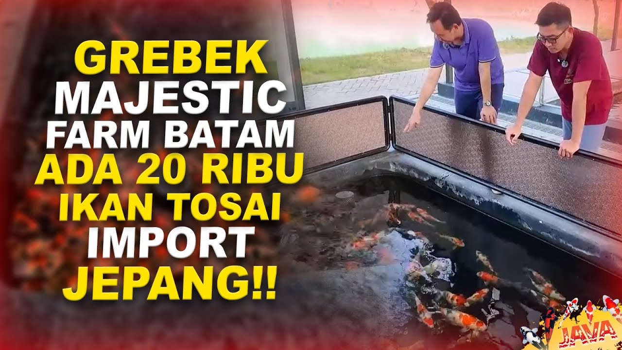 GREBEK MAJESTIC KOI FARM BATAM | 20 RIBU IKAN TOSAI IMPORT JEPANG PART 2