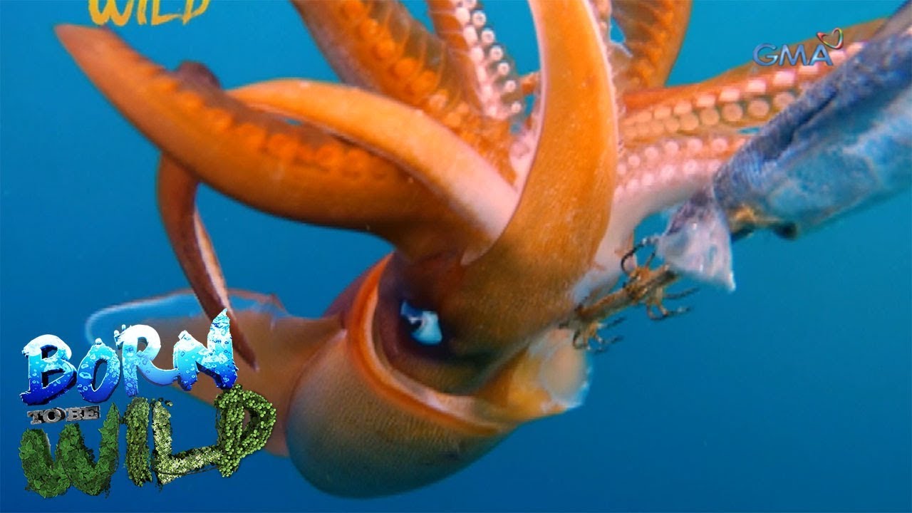 Born to be Wild: Catching a diamondback squid