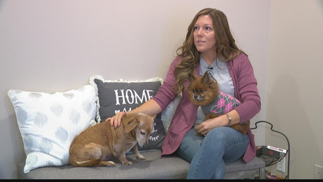 Greenwood senior dog rescue giving older dogs a place to live out lives with love, dignity