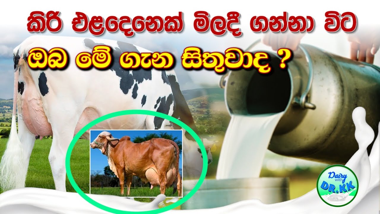 කිරි එළදෙනෙක් මිලදී  ගන්නා විට ඔබ මේ ගැන සිතුවාද?