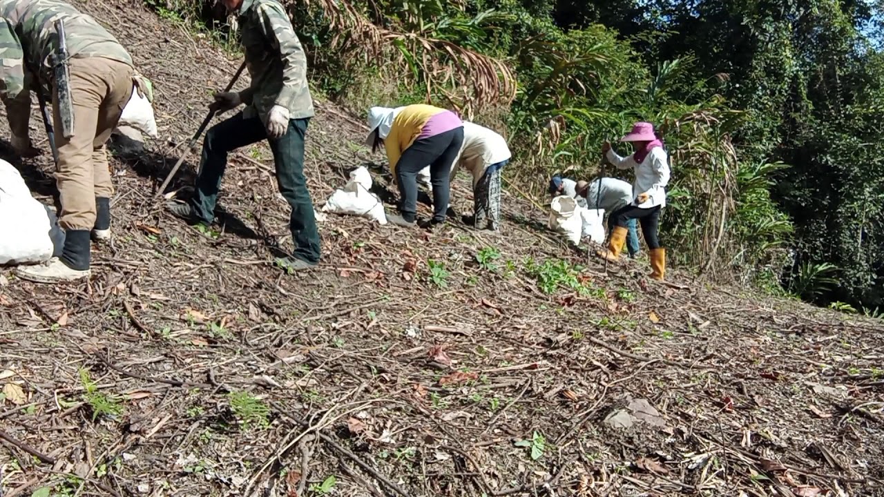 #TAMBUNAN Menanam Halia style Kampung(Batu4 Kaingaran) Kebun En Sylvester