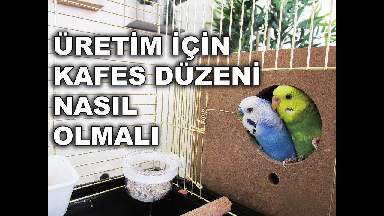 Muhabbet Kuşu Üretimi İçin Kafes Düzeni Nasıl Olmalı