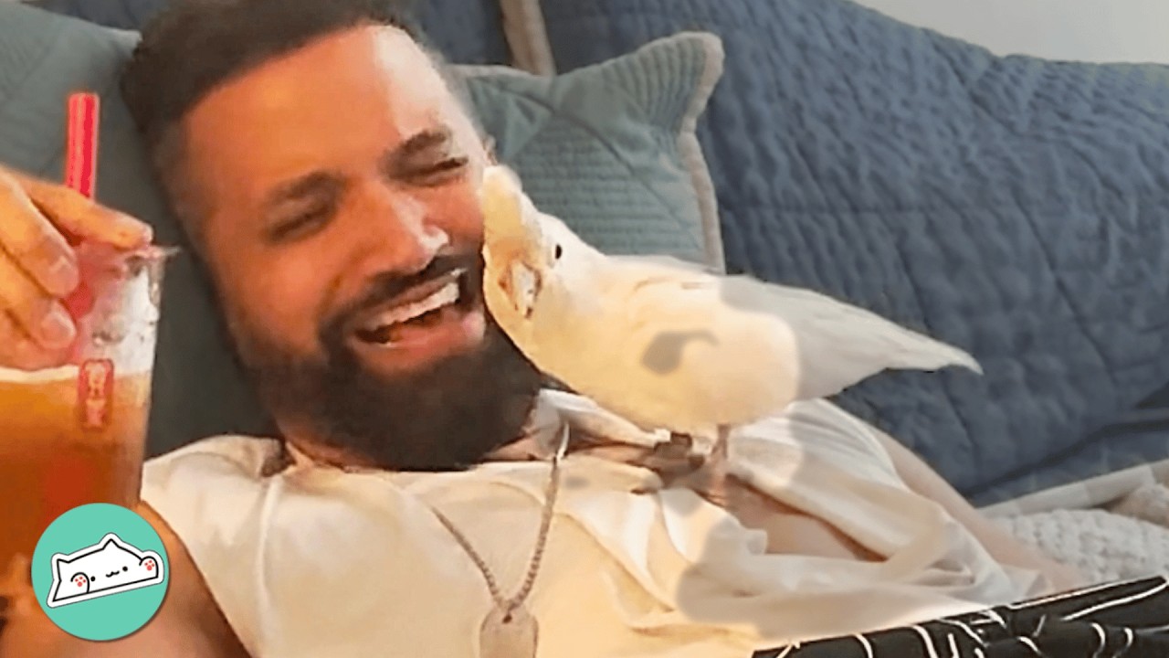 Bird Dumped Several Times Now Loves Dancing With Dad | Cuddle Buddies