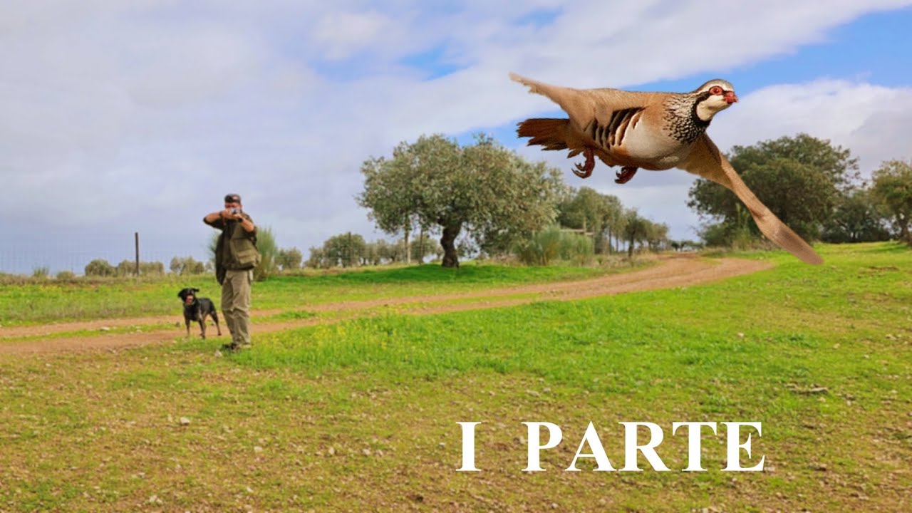 Ca&ccedil;ada &agrave;s perdizes, I Parte - Abertura Geral 2023/24, em Moura no Alentejo