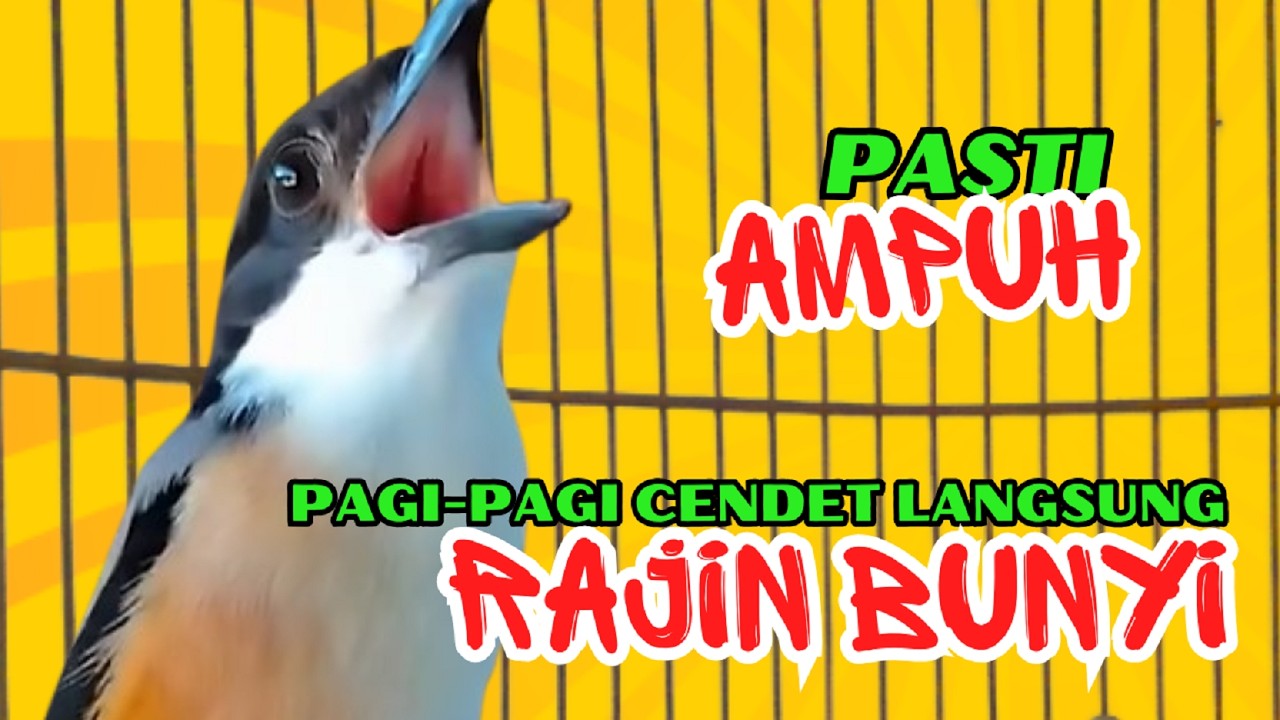 PANCINGAN CENDET PAGI HARI❗ CENDET DIAM PASTI NYAUT DENGAR SUARA BEGINI❗❗