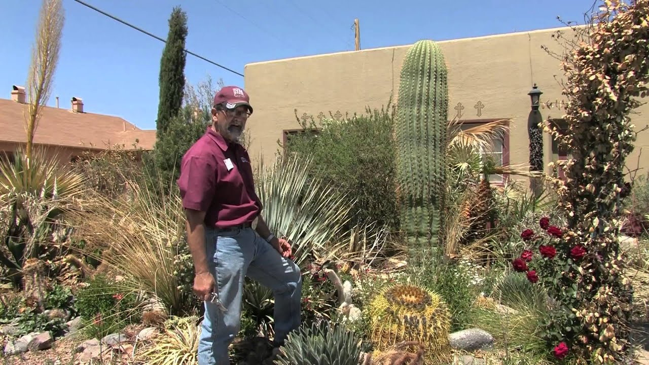 Freeze Damage Part 5-Cacti and Succulents