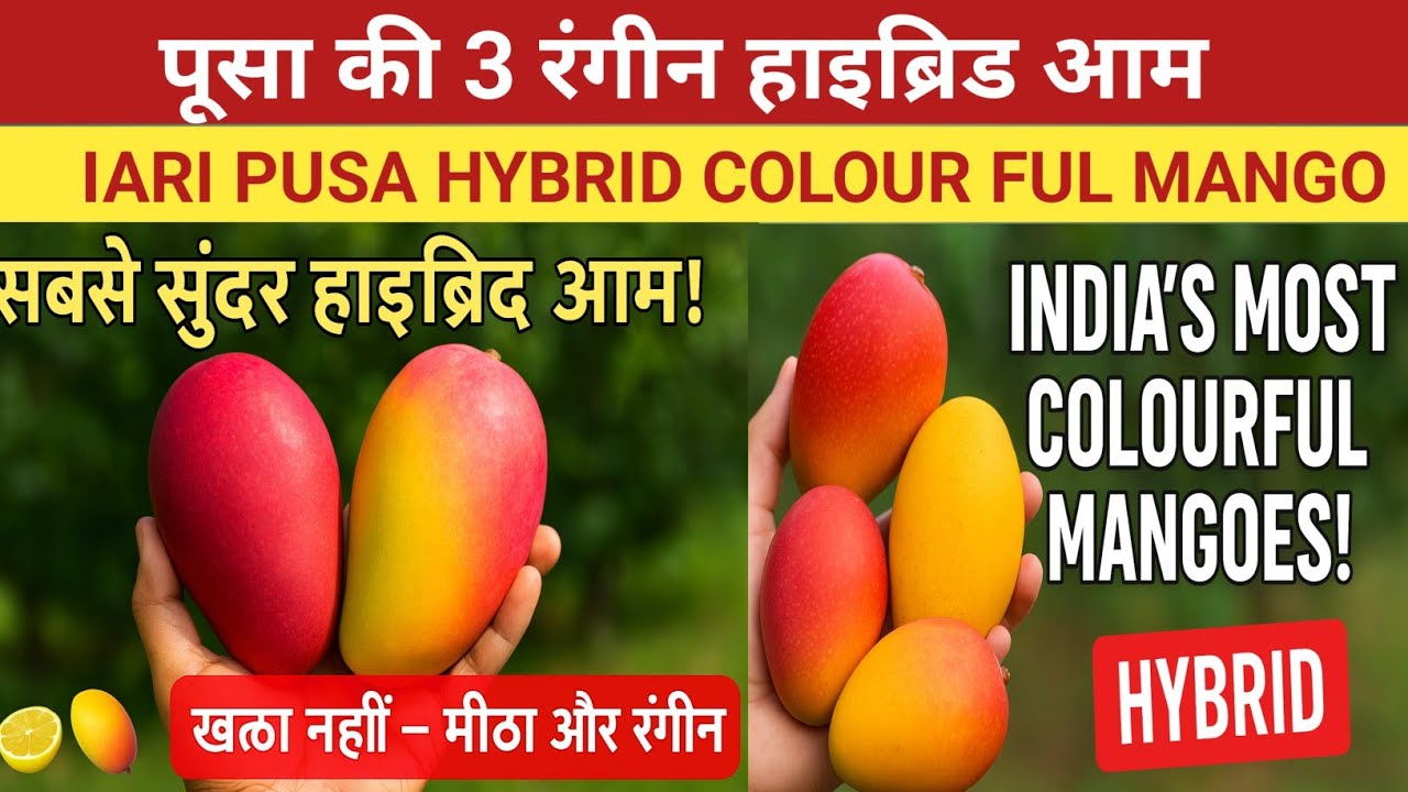 India’s Pusa Beautiful Hybrid Mangoes – Rare & Colourful Varieties