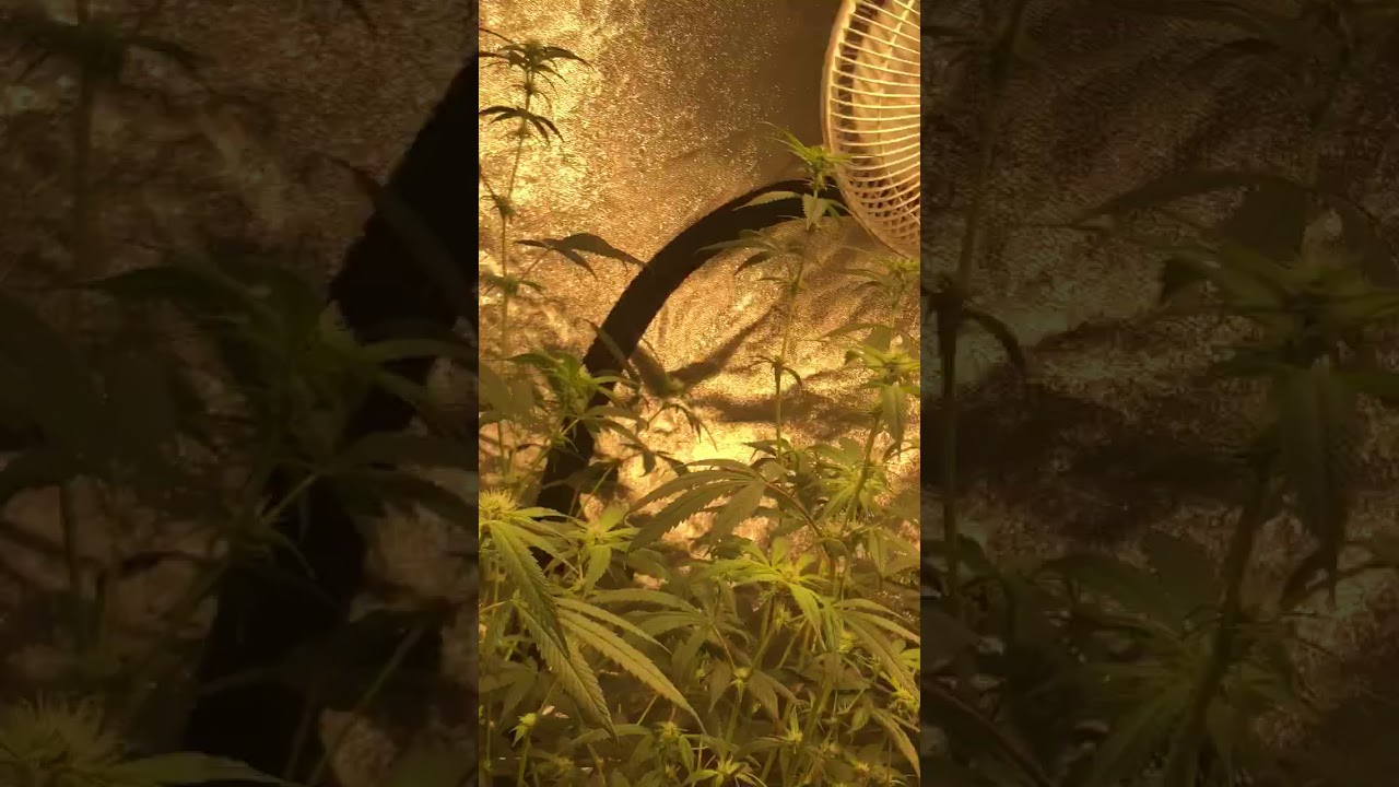 day 14 of flower   Cobs and quantum led boards