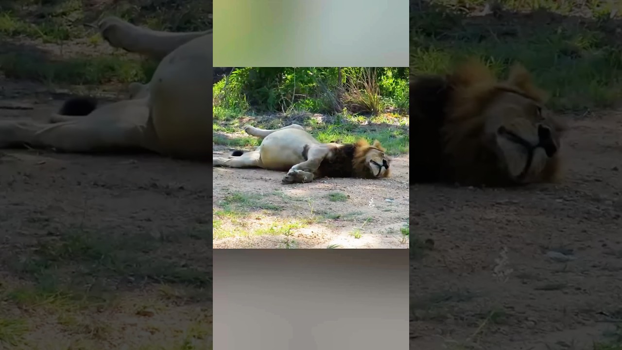 A Lion's Toughest Battle