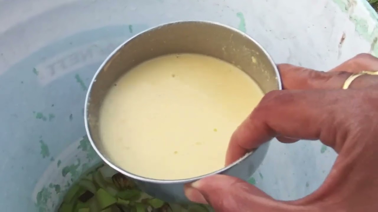 फरवरी मे अपने गुलाब के पौधे पर जरुर डालिये खाद #gardenmaintenance #homemadefertilizer #garden 