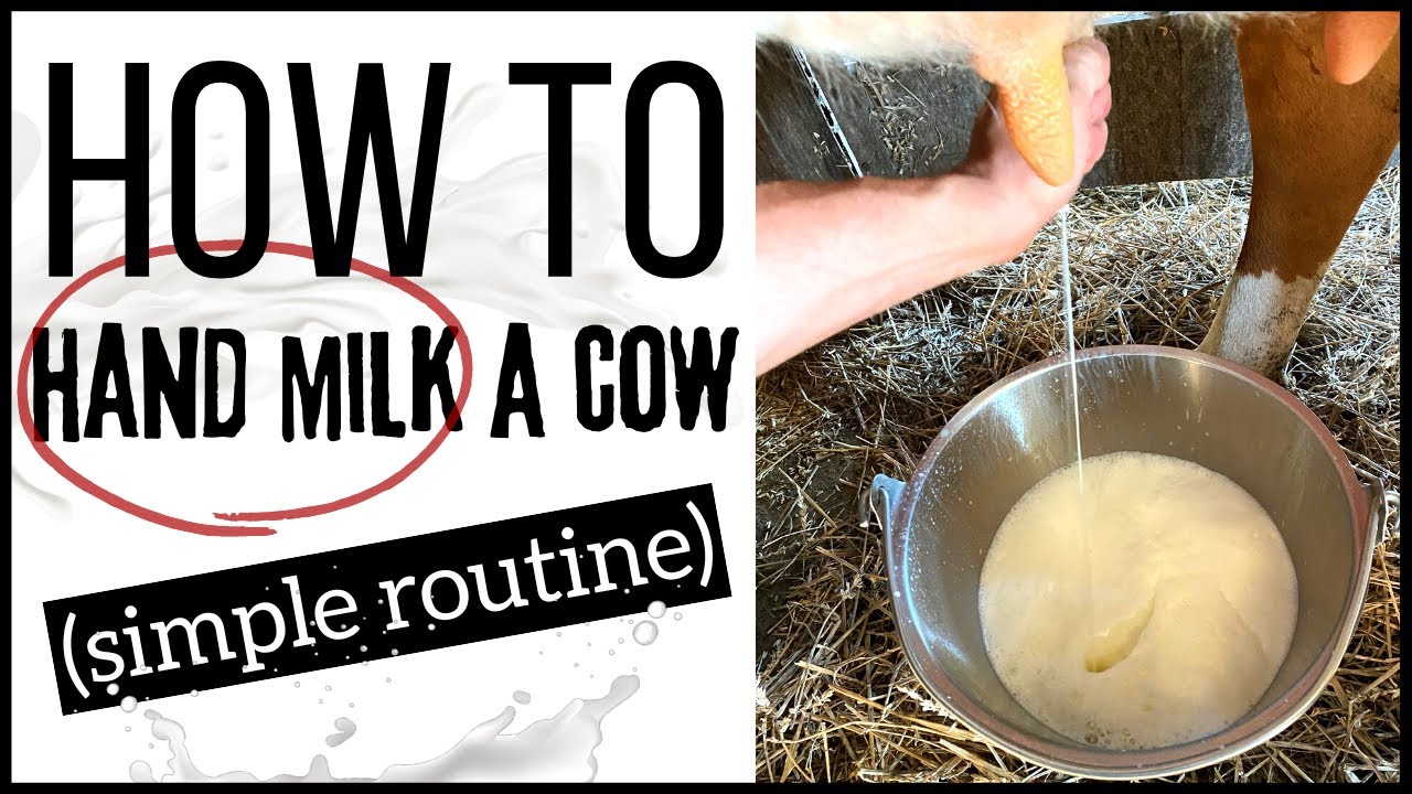 CLEAN milk WITHOUT a milker.