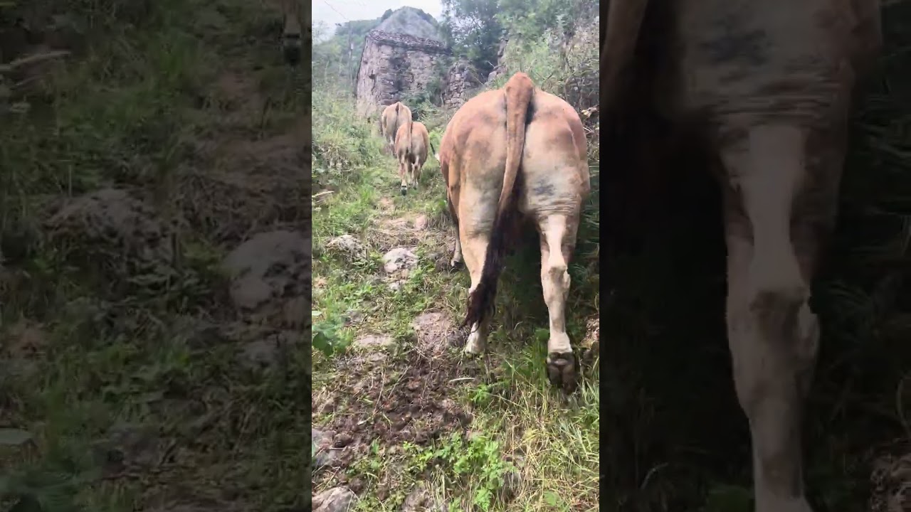 Voy con las vacas 