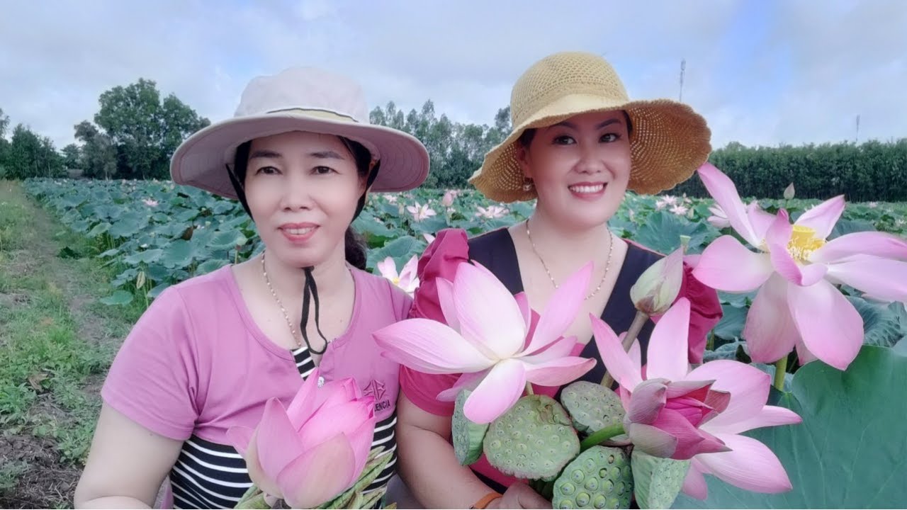 Hái Hoa Sen Và Chiêm Ngưỡng Vẻ Đẹp Của Cánh Đồng Sen Tháp Mười Nở Rộ @utkieuvlogs5013