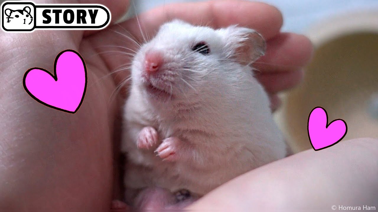 Hamster sleeping in hand 🐹 Kawaii hamster 🐹 Cute Dwarf and Syrian hamster 🐹 Homura Ham