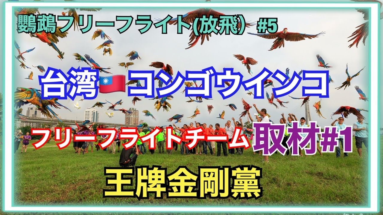 全世界最大最強コンゴウインコ、フリーフライトチーム取材（探訪王牌金剛黨）FREE FLIGHT【フリーフライト、放飛鸚鵡】#5