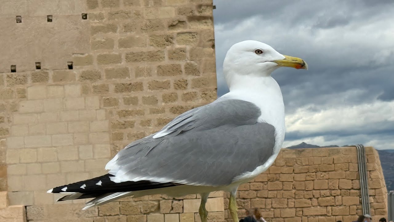 Castillo de Santa Bárbara #Zamek św. Barbary