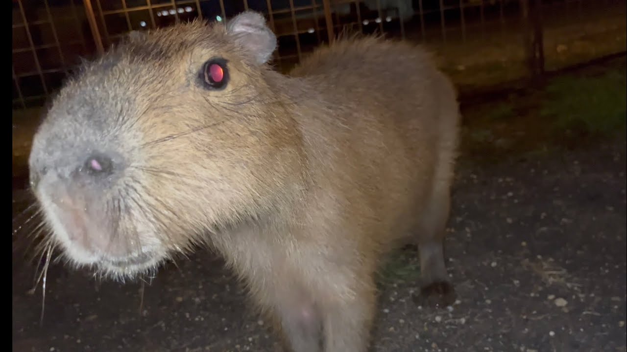 How to Survive a Capybara Attack