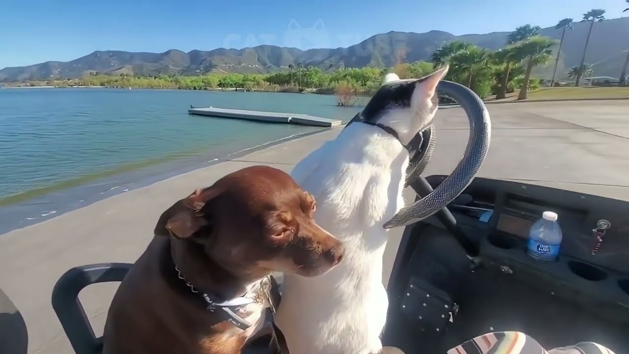 😹🤪 Кошки против гравитации: самые нелепые провалы, которые вы обязательно должны увидеть! 😹