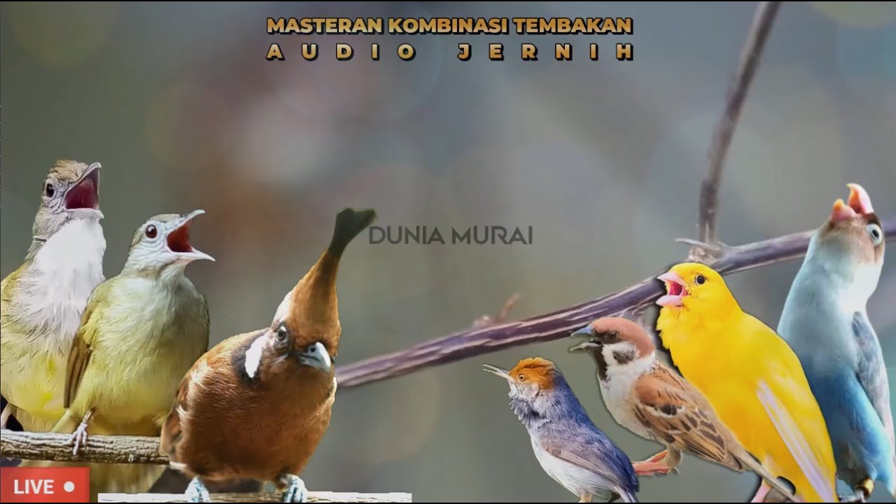 #10 MASTERAN MURAI BATU KOMBINASI ISIAN KASAR, PASTOL, TROTOL , MUDA HUTAN