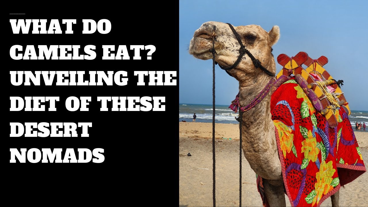 What Do Camels Eat? Unveiling the Diet of These Desert Nomads