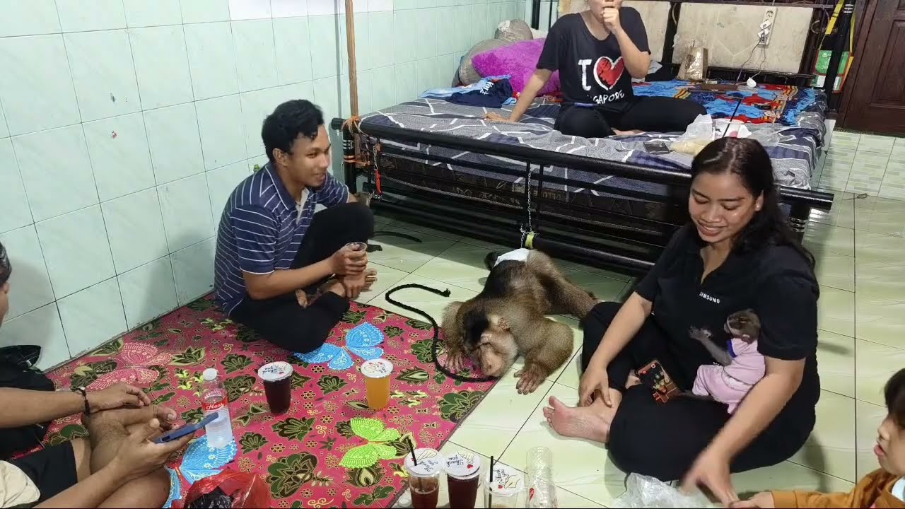 Bastian main ke rumah monyet Baim!