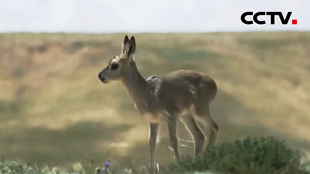 【4K】守护“草原精灵”！落单的普氏原羚幼崽原来被他们“收养”了 | CCTV