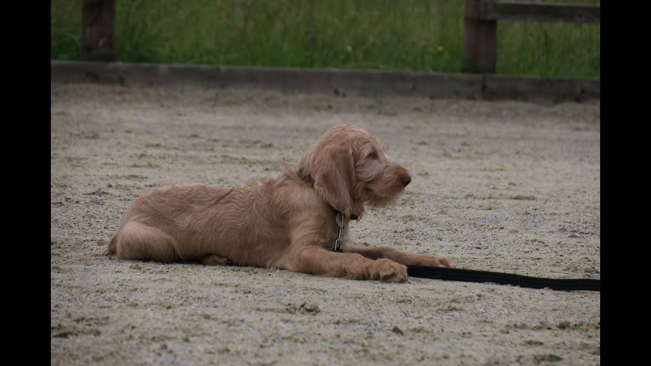 Obi - Hungarian Wirehaired Vizsla Puppy - 2 Weeks Residential Dog Training