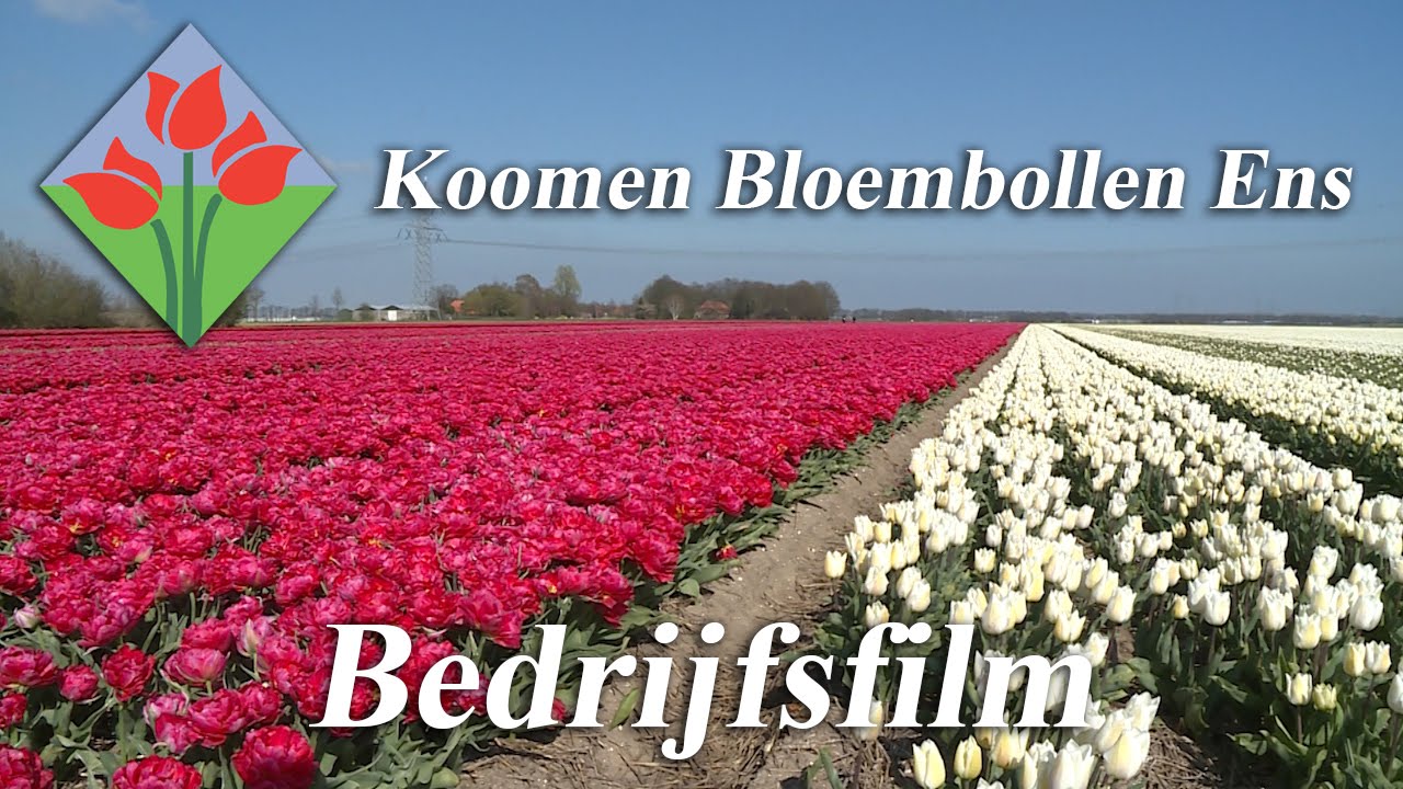 Koomen Bloembollen - Bedrijfsfilm