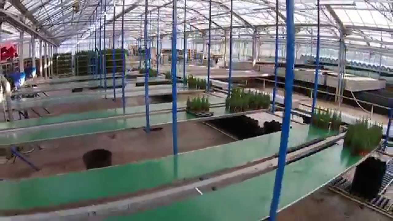 Sorteervideo Sluiter ellwoodii coniferen kwekerij