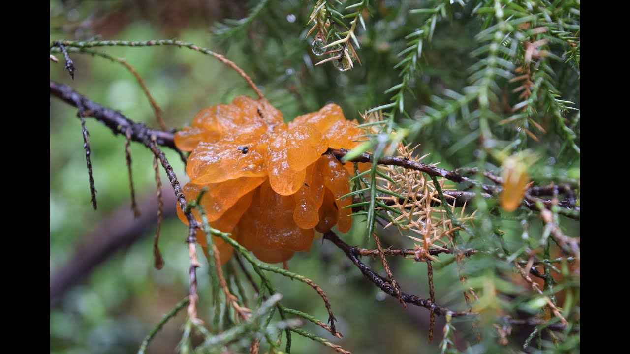 Rdza jałowcowo-gruszowa