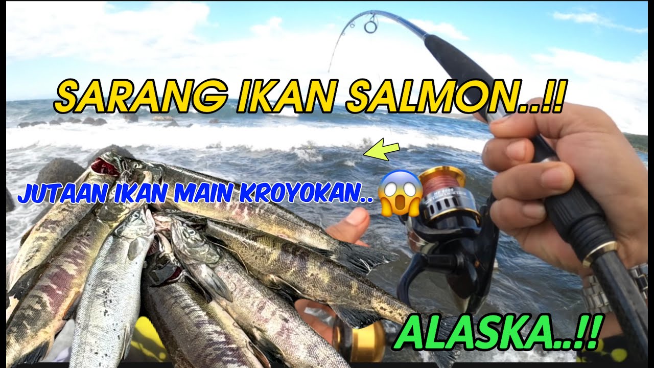 SARANG IKAN SALMON YANG MENAKJUBKAN UNTUK DI PANCING..!!