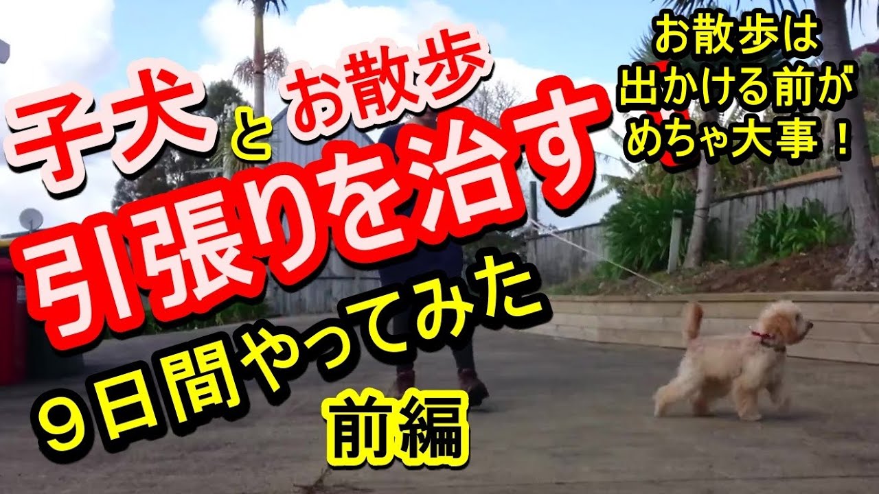 子犬がお散歩で引っ張るのはお散歩に出る前の興奮！その興奮はお散歩中ずーっと続いて引っ張る原因になる！