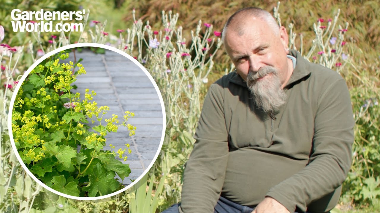 This plant will GROW ANYWHERE (or almost anywhere!)