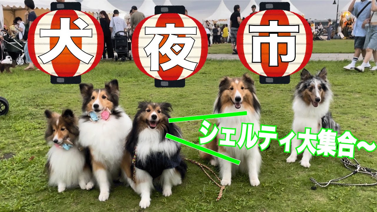 男前と横浜のイベント犬夜市に行ってきた！【夏の夜のピカピカシェルティ】犬たち大集合！！