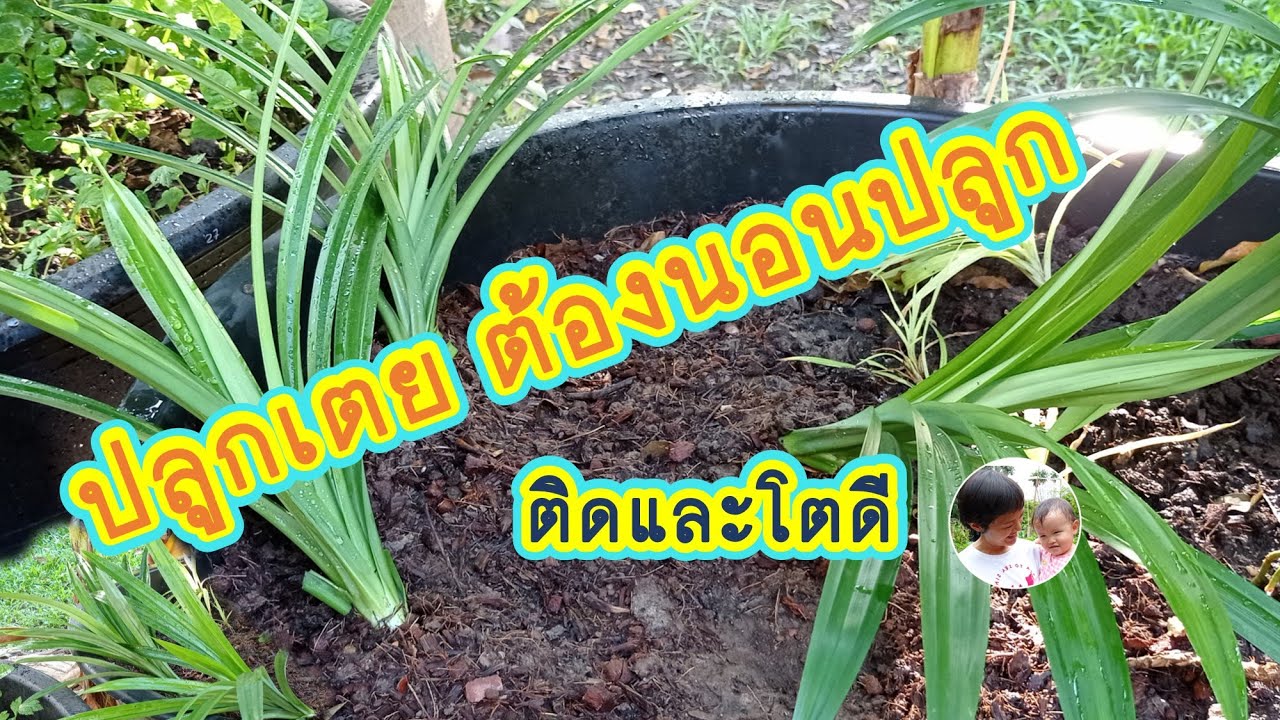 ใครปลูกเตยแล้วเน่า ต้องลองแบบนี้ นอนราบไปกับดิน | ติดได้เร็ว ไม่เน่า โตดี