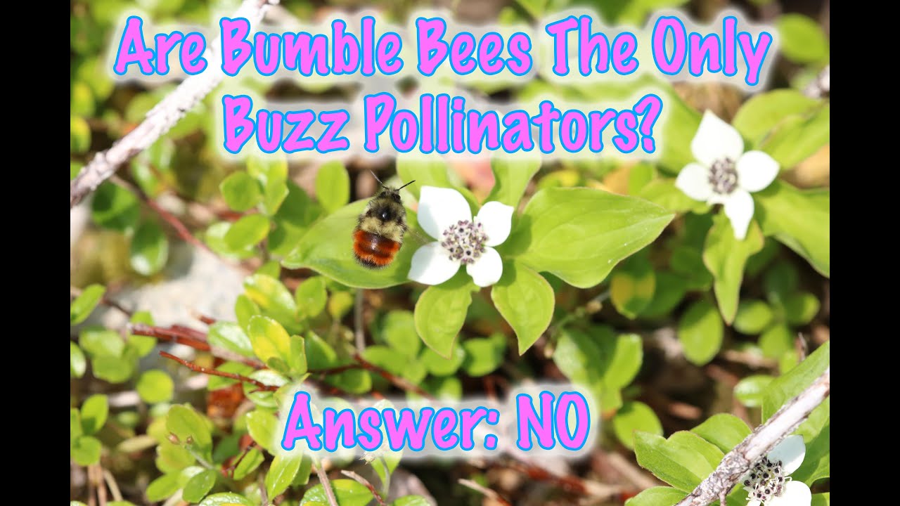 What bees are buzz pollinators? Guess what, there are more buzz pollinators than bumblebees.
