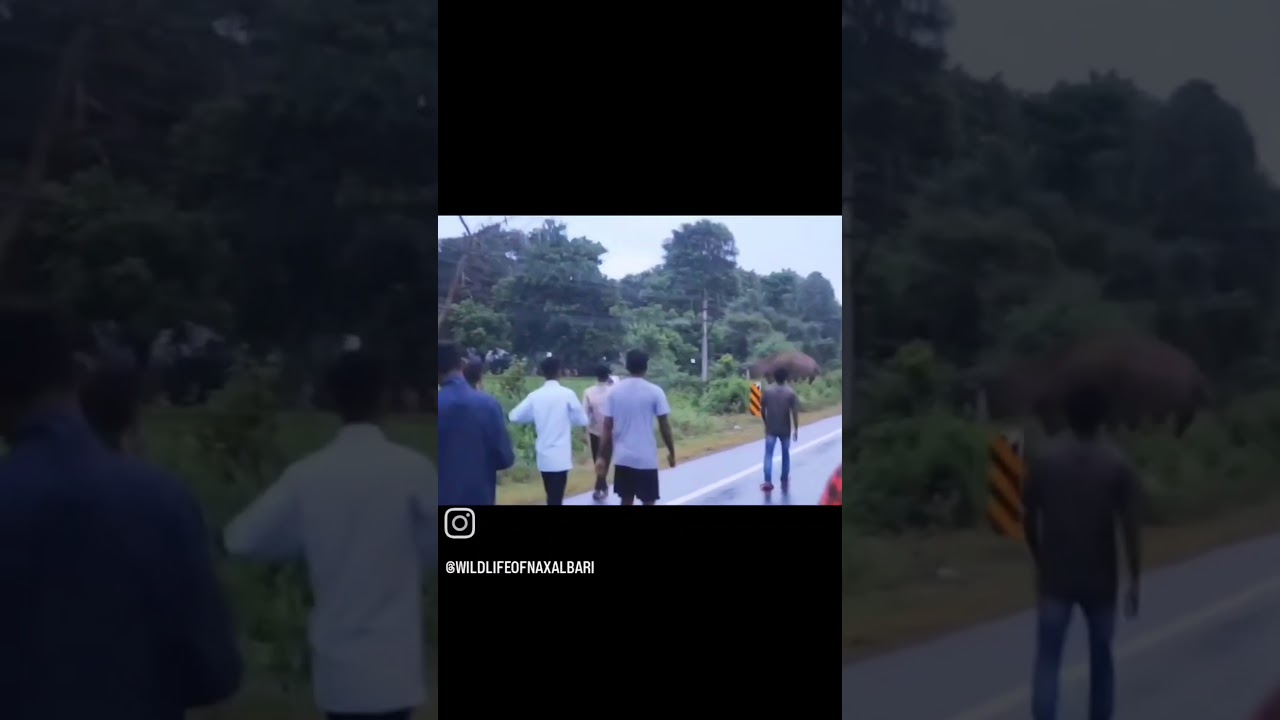 😱😱🐘Human- Elephant Conflict #saveelephant #nature #animals