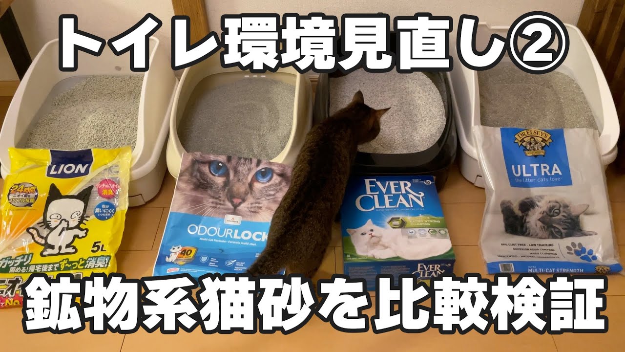 トイレ環境見直し②鉱物系の猫砂を比較検証！猫と一緒に選ぶおすすめ猫砂はこれ！