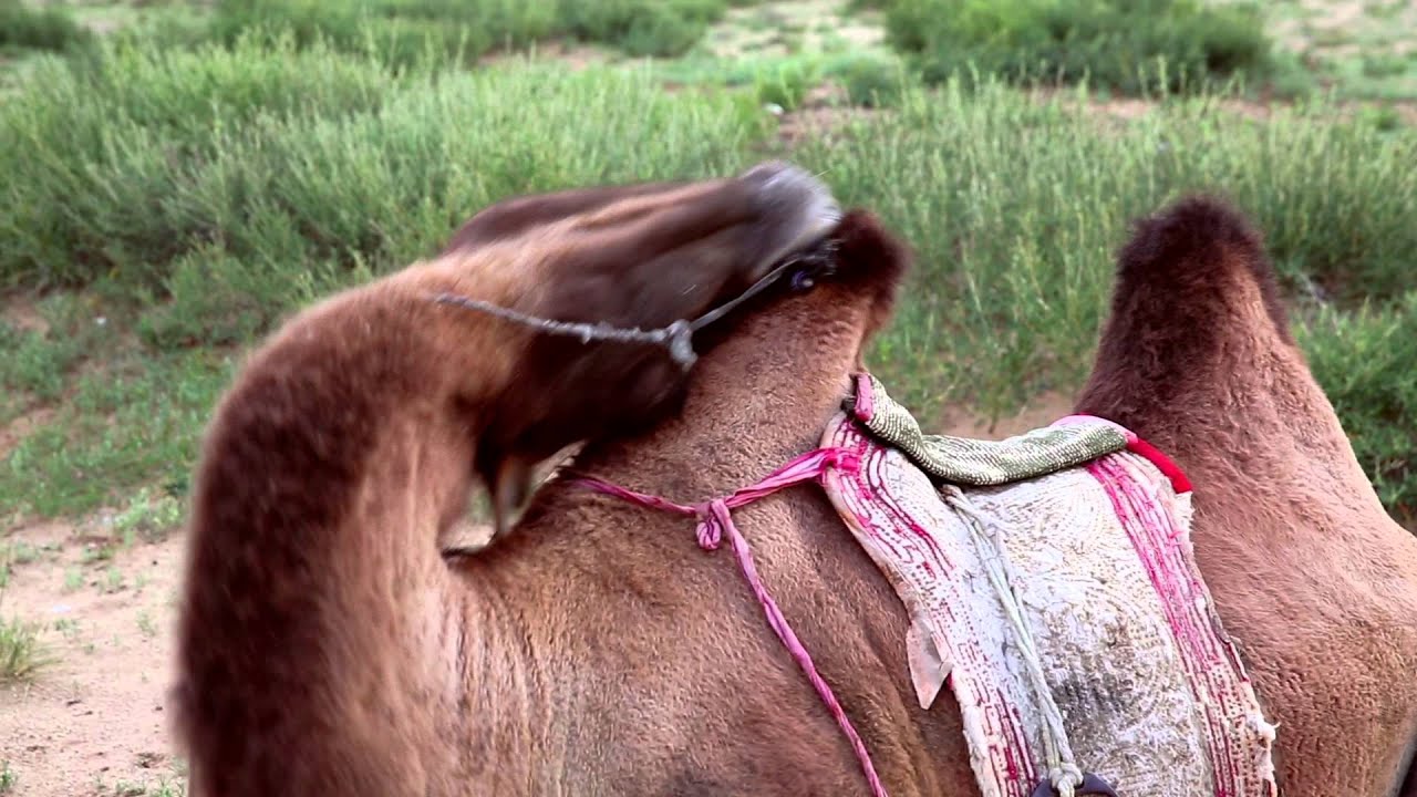 Camel hump scratch