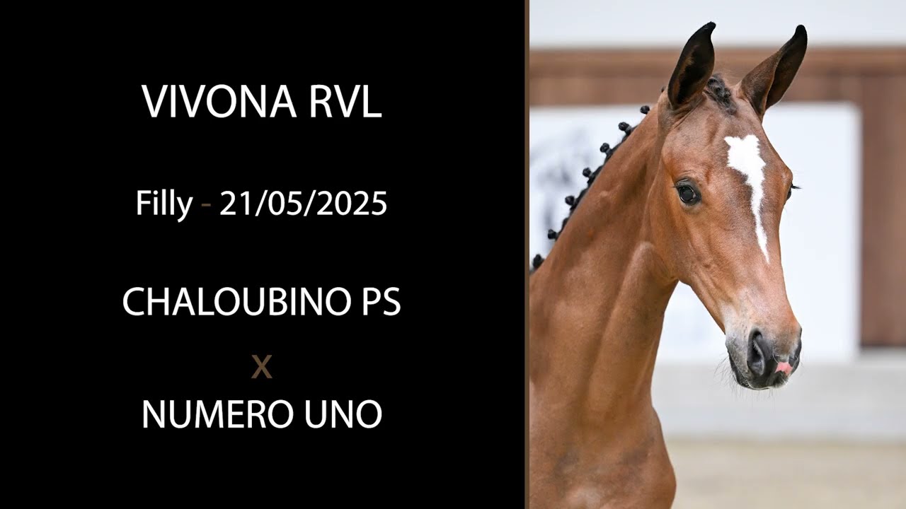 NR 24 - VIVONA RVL (Chaloubino PS x Numero Uno)