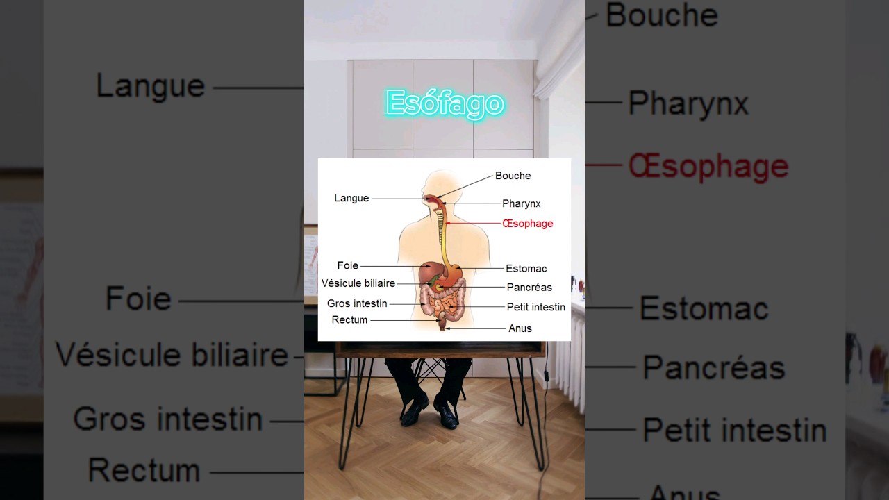 ESÓFAGO | DEFINICIÓN MÉDICA