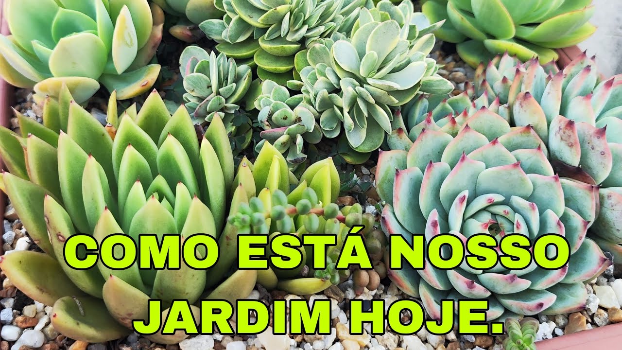 Atualização do Jardim: Veja Como Ele Está Hoje 🌿.@JoBelaFlor 