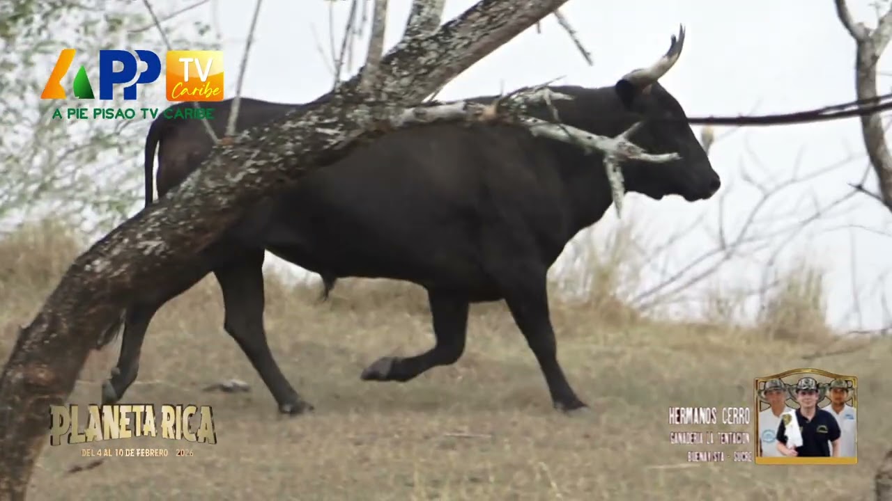Ganadería La Tentación para Planeta Rica 2026.