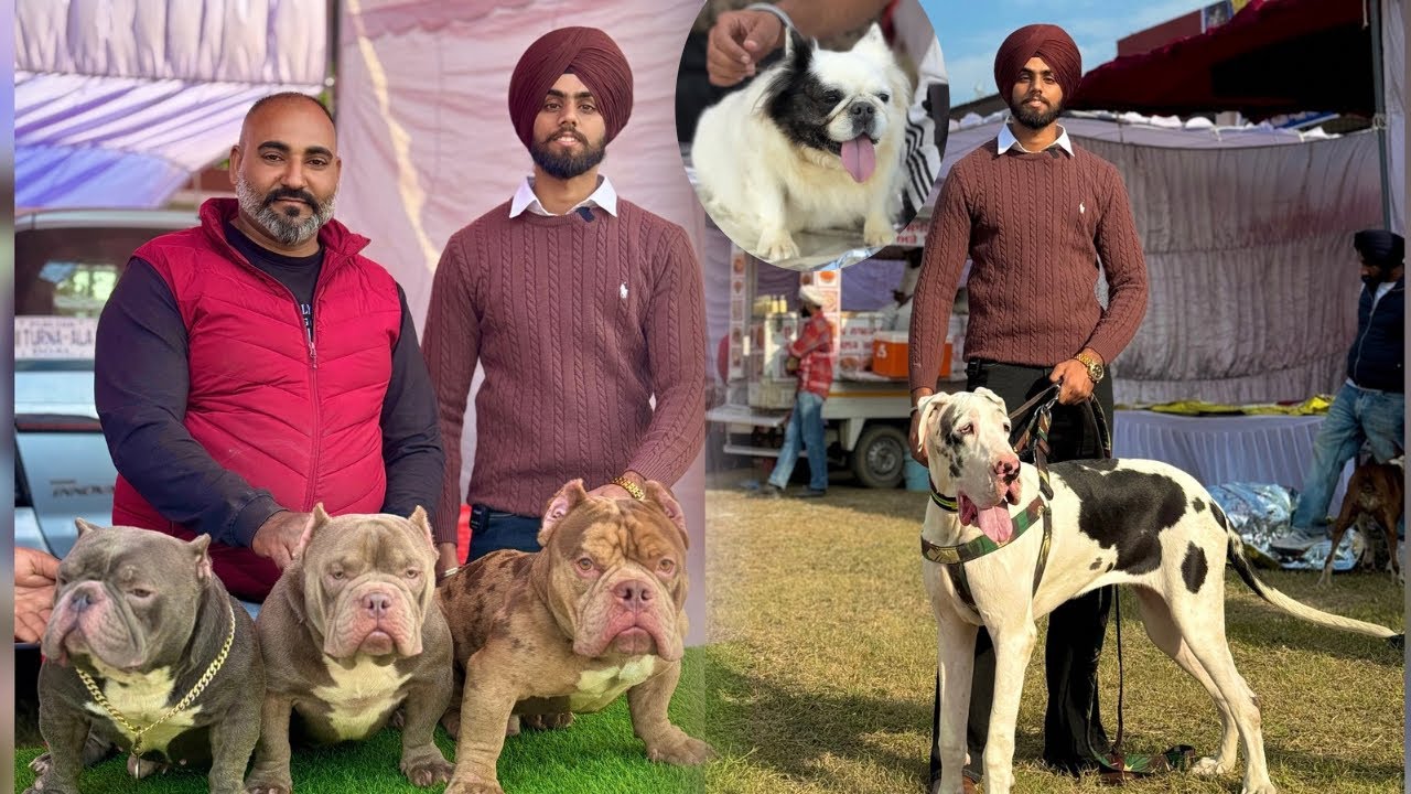 Moga Dog Show 2025 🔥‼️ Exotic breeds in Punjab Dog Show | Cheapest puppy market in India 🔥