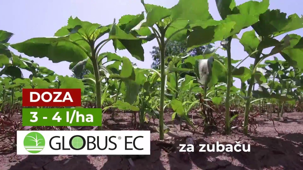 GALENIKA FITOFARMACIJA - Suzbijanje divljeg sirka u kukuruzu, suncokretu, soji i šećernoj repi