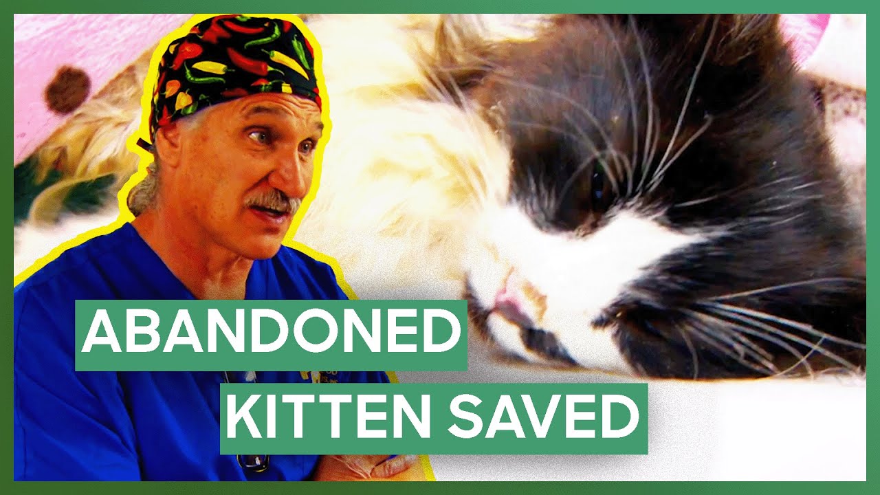 Dr. Jeff Saves Kitten Abandoned At Construction Site | Dr. Jeff: Rocky Mountain Vet