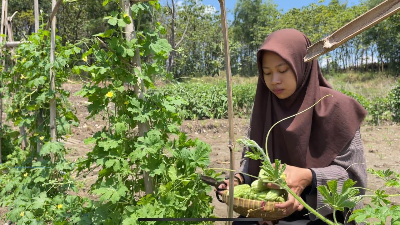 Panen Pare (Bitter Gourd) di Kebun, Masak Tumis Pare dan Daging, Pare Kukus Isi Daging